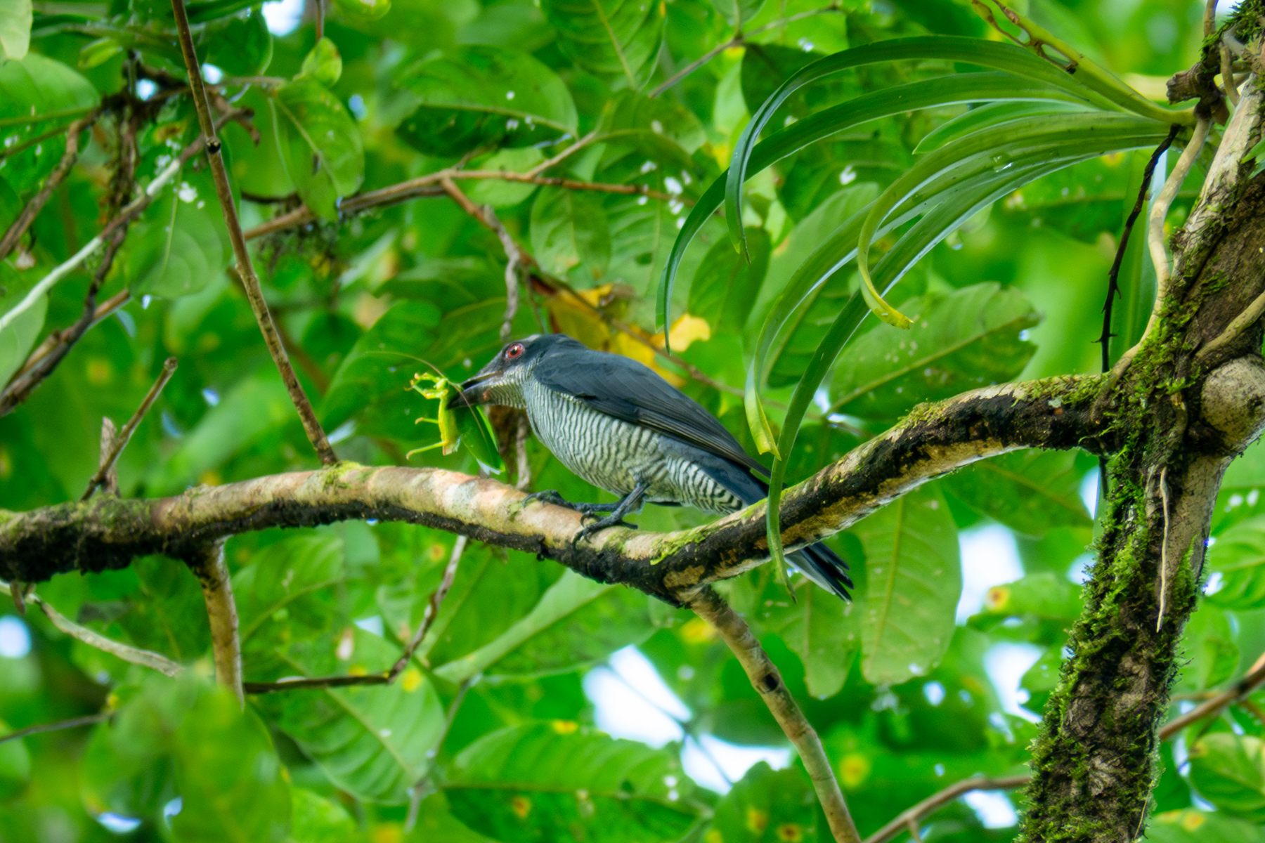 Andaman Cuckooshrike (image by Dave Farrow)