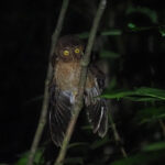 Andaman Scops Owl (image by Dave Farrow)