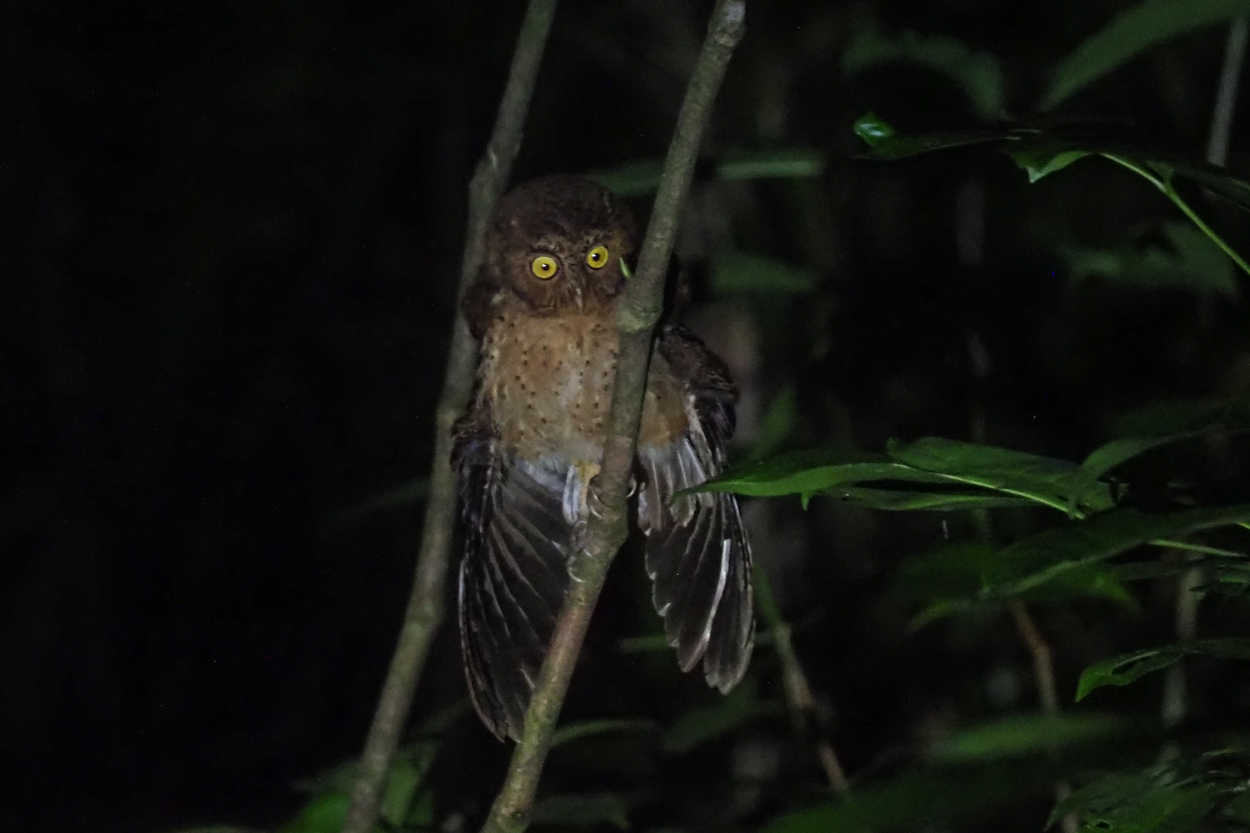 Andaman Scops Owl (image by Dave Farrow)