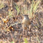 Angola Lark (image by Janos Olah)