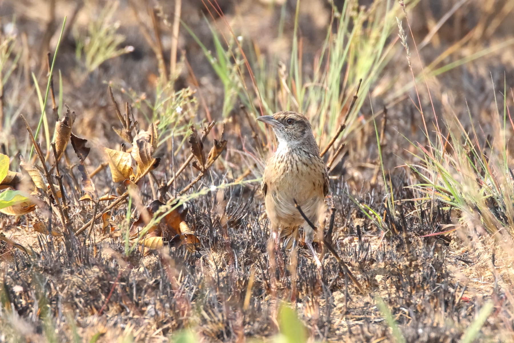 Angola Lark (image by Janos Olah)