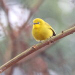 Angolan White-eye (image by Janos Olah)