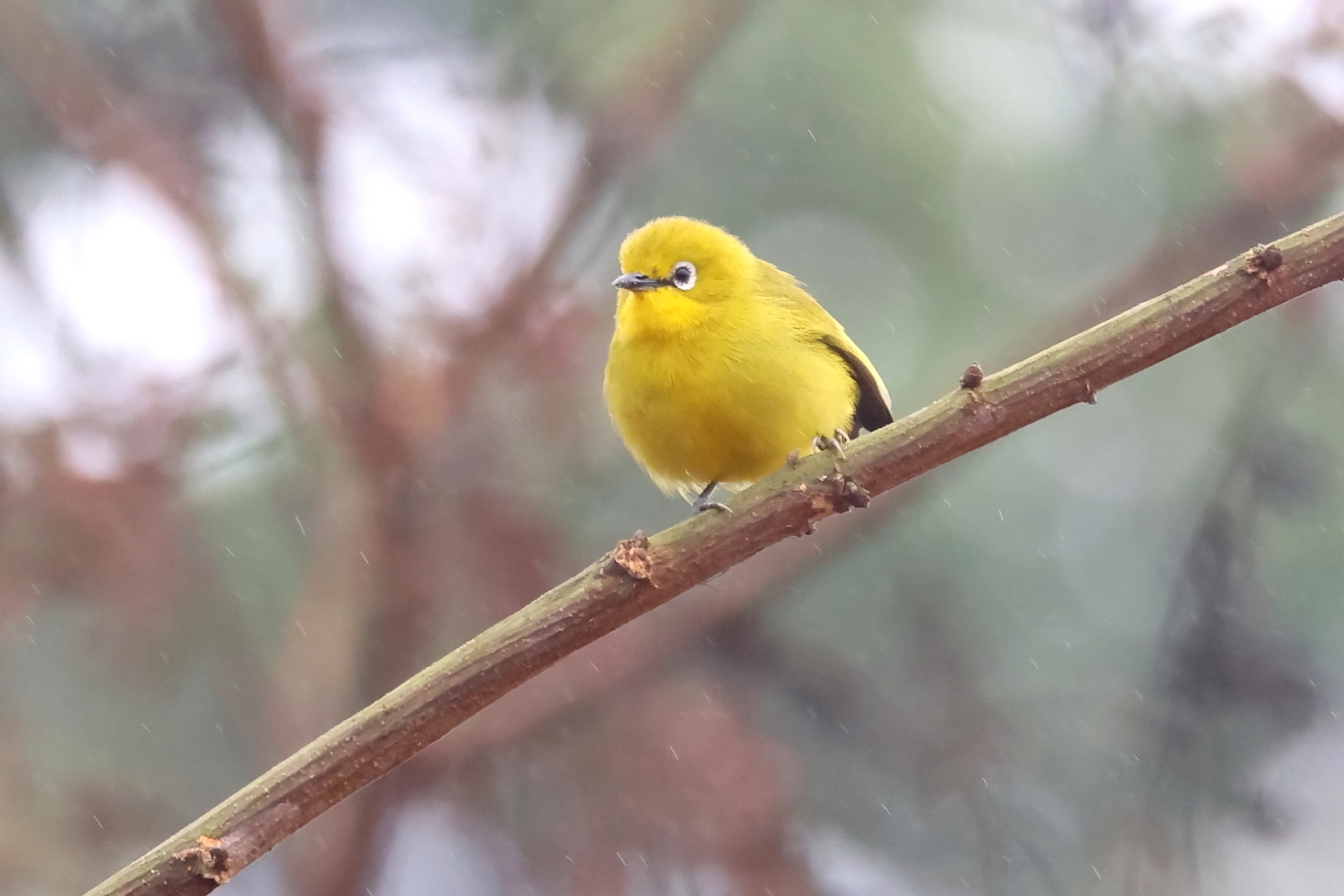 Angolan White-eye (image by Janos Olah)