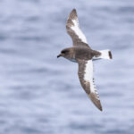 Antarctic Petrel (image by Mike Watson)