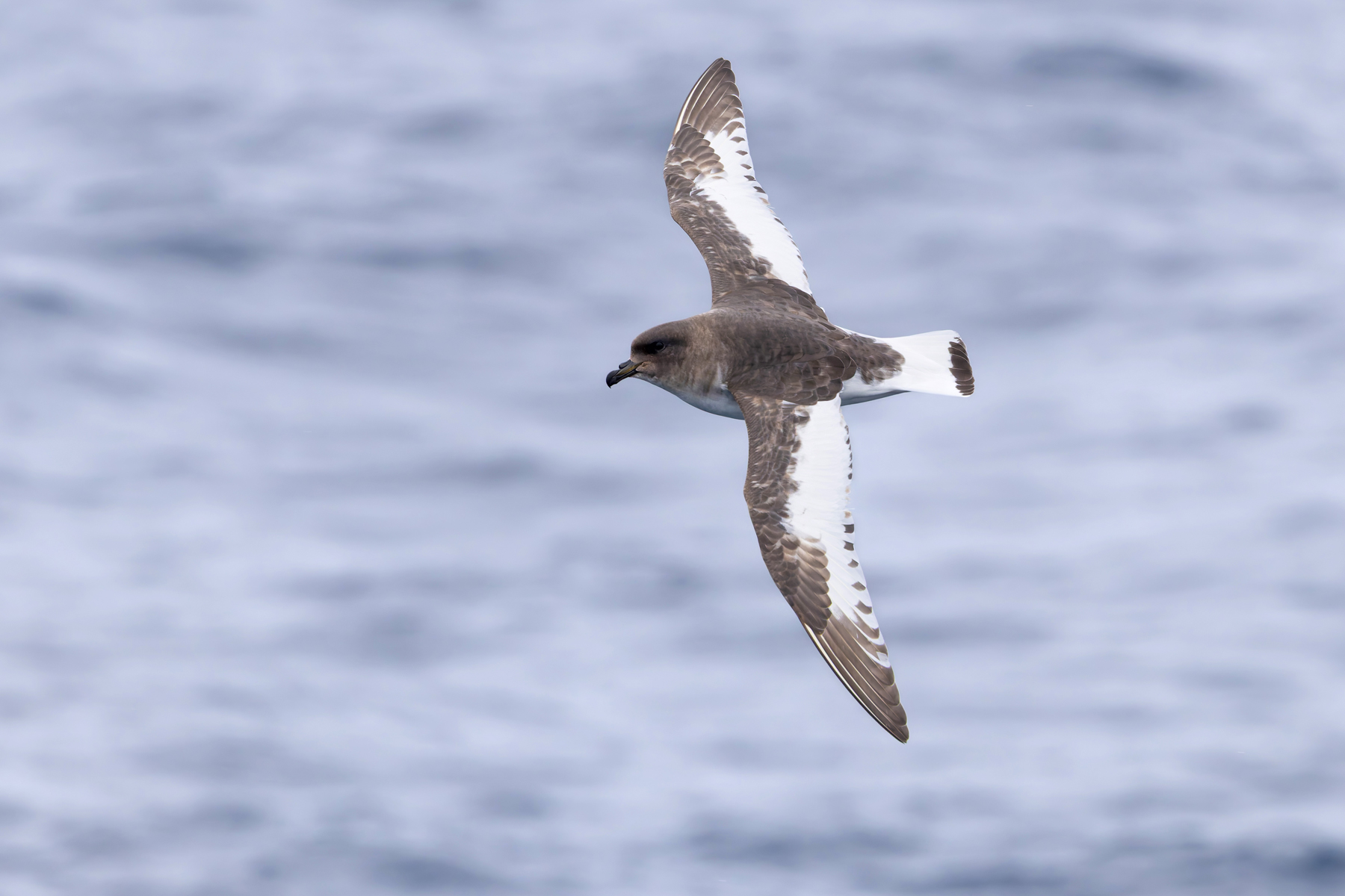 Antarctic Petrel (image by Mike Watson)