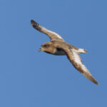 Antarctic Petrel (image by Mike Watson)