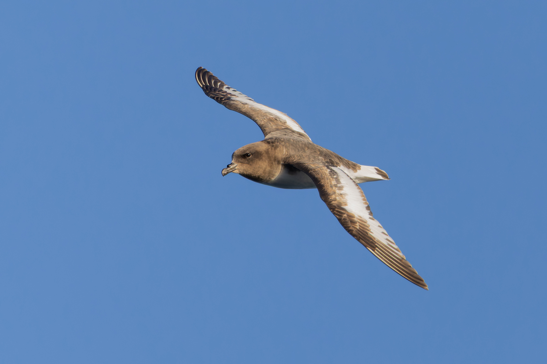 Antarctic Petrel (image by Mike Watson)