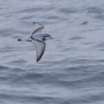 Antarctic Prion (image by Mike Watson)