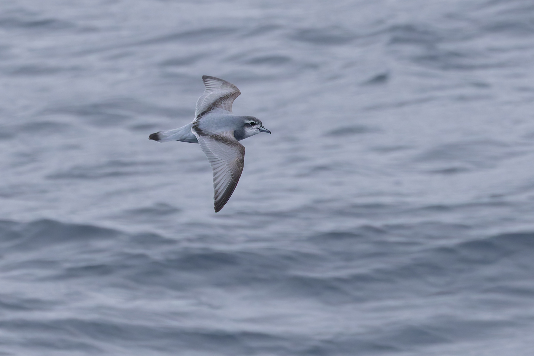 Antarctic Prion (image by Mike Watson)