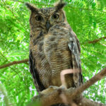 Arabian Eagle-Owl (image by Hannu Jännes)