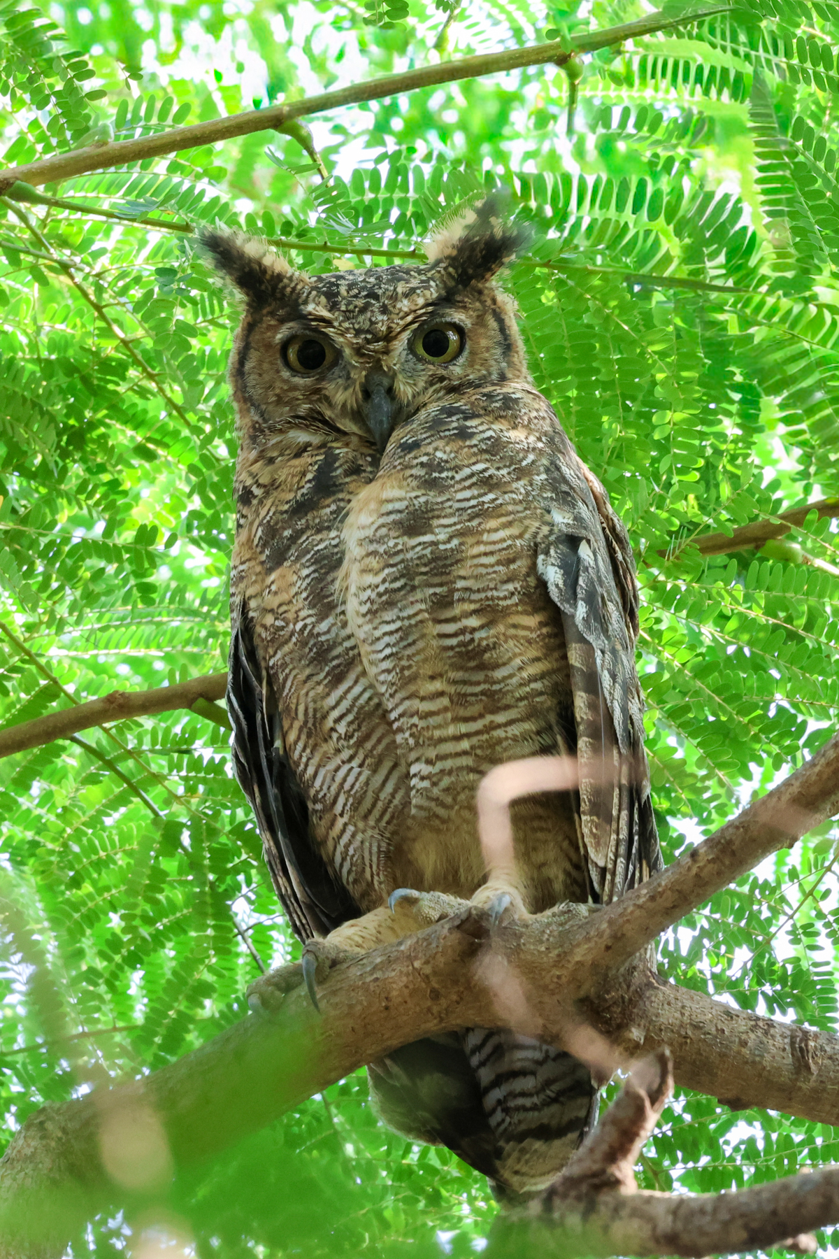 Arabian Eagle-Owl (image by Hannu Jännes)