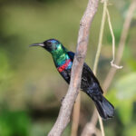 Arabian Sunbird (image by Hannu Jännes)