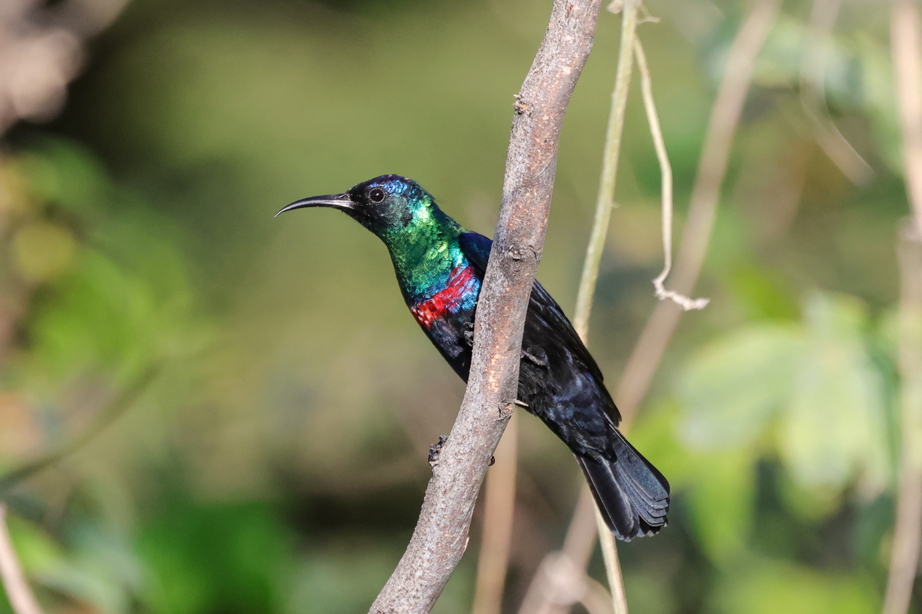 Arabian Sunbird (image by Hannu Jännes)