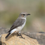 Arabian Wheatear (image by Hannu Jännes)