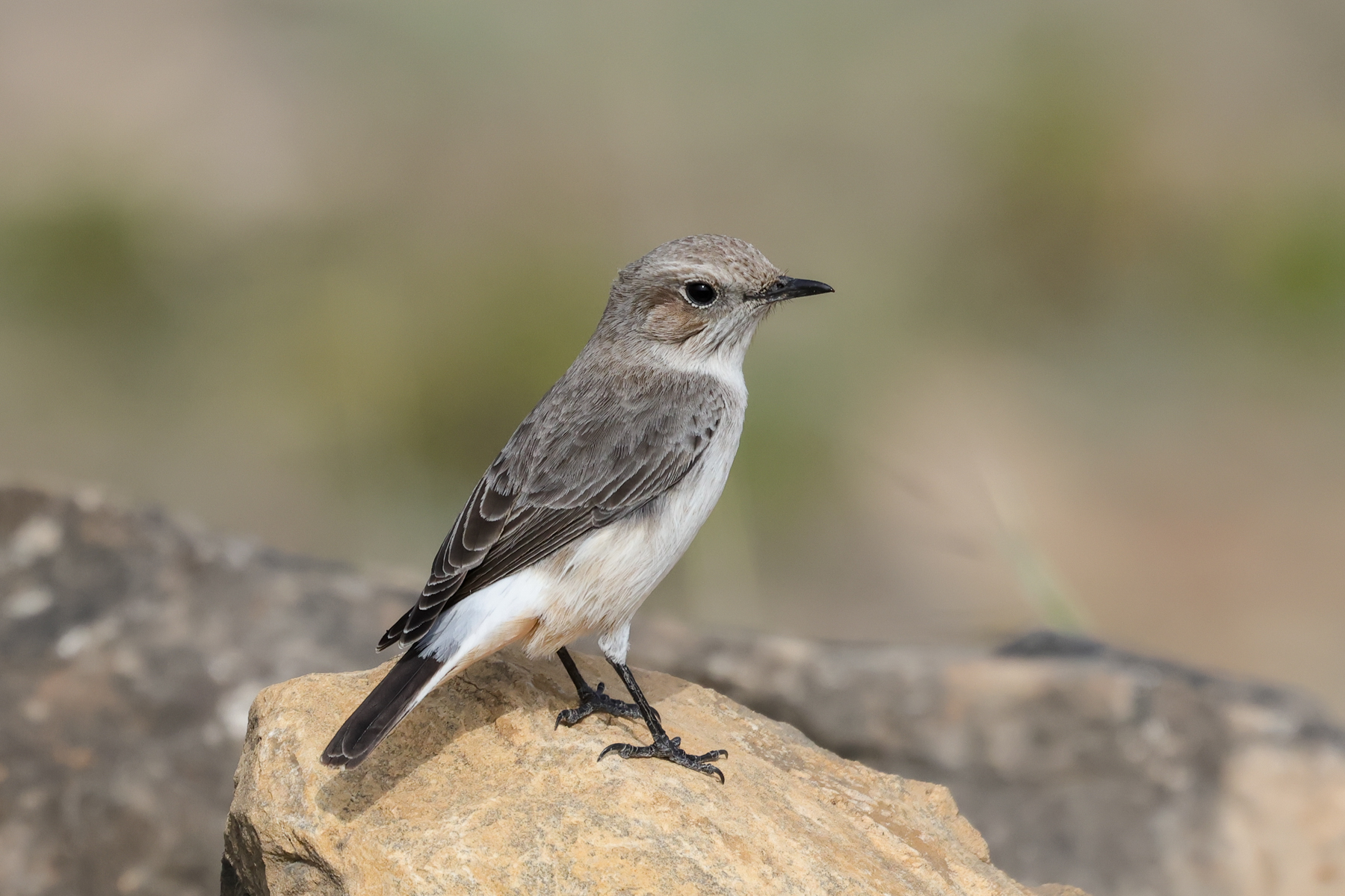 Arabian Wheatear (image by Hannu Jännes)