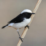 Arabian Wheatear (image by Hannu Jännes)