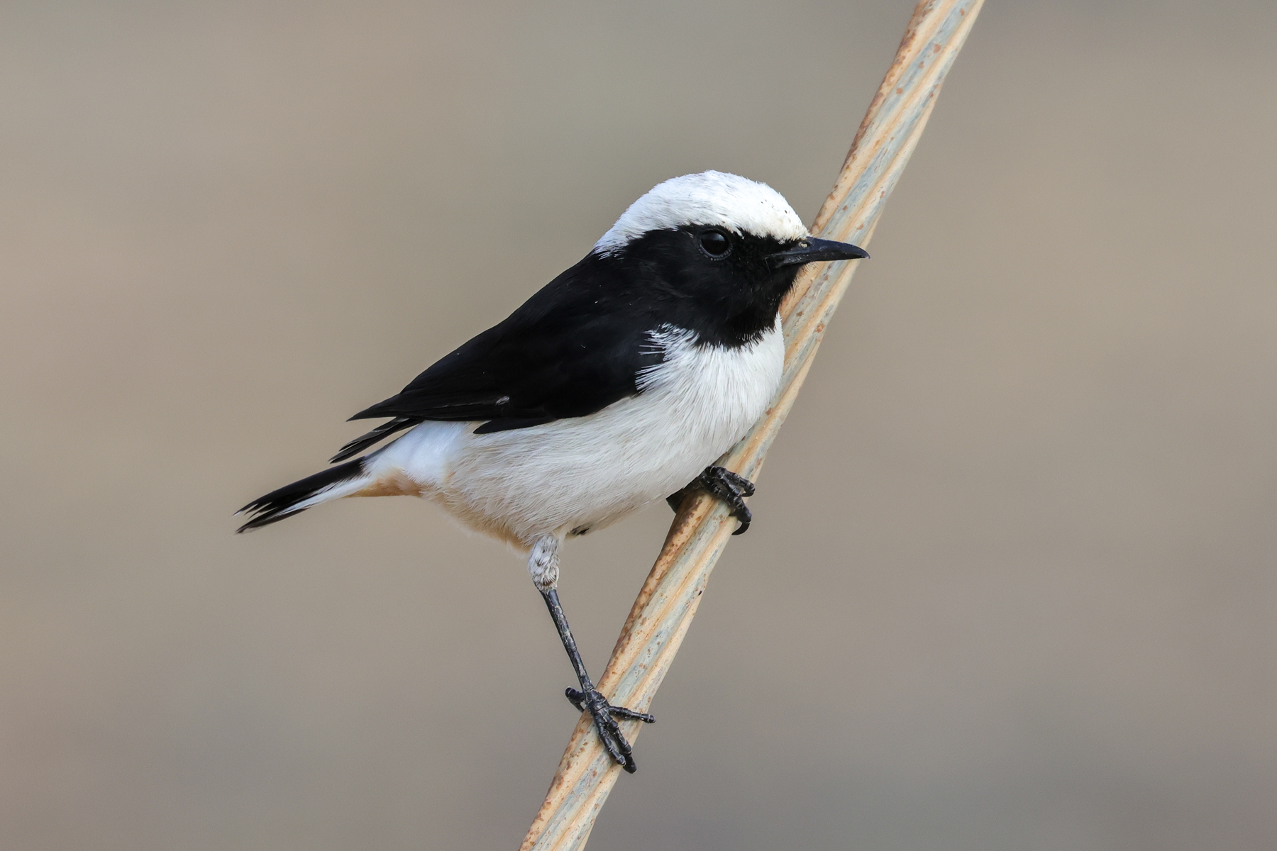 Arabian Wheatear (image by Hannu Jännes)