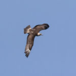 Arctic Skua (image by Hannu Jännes)