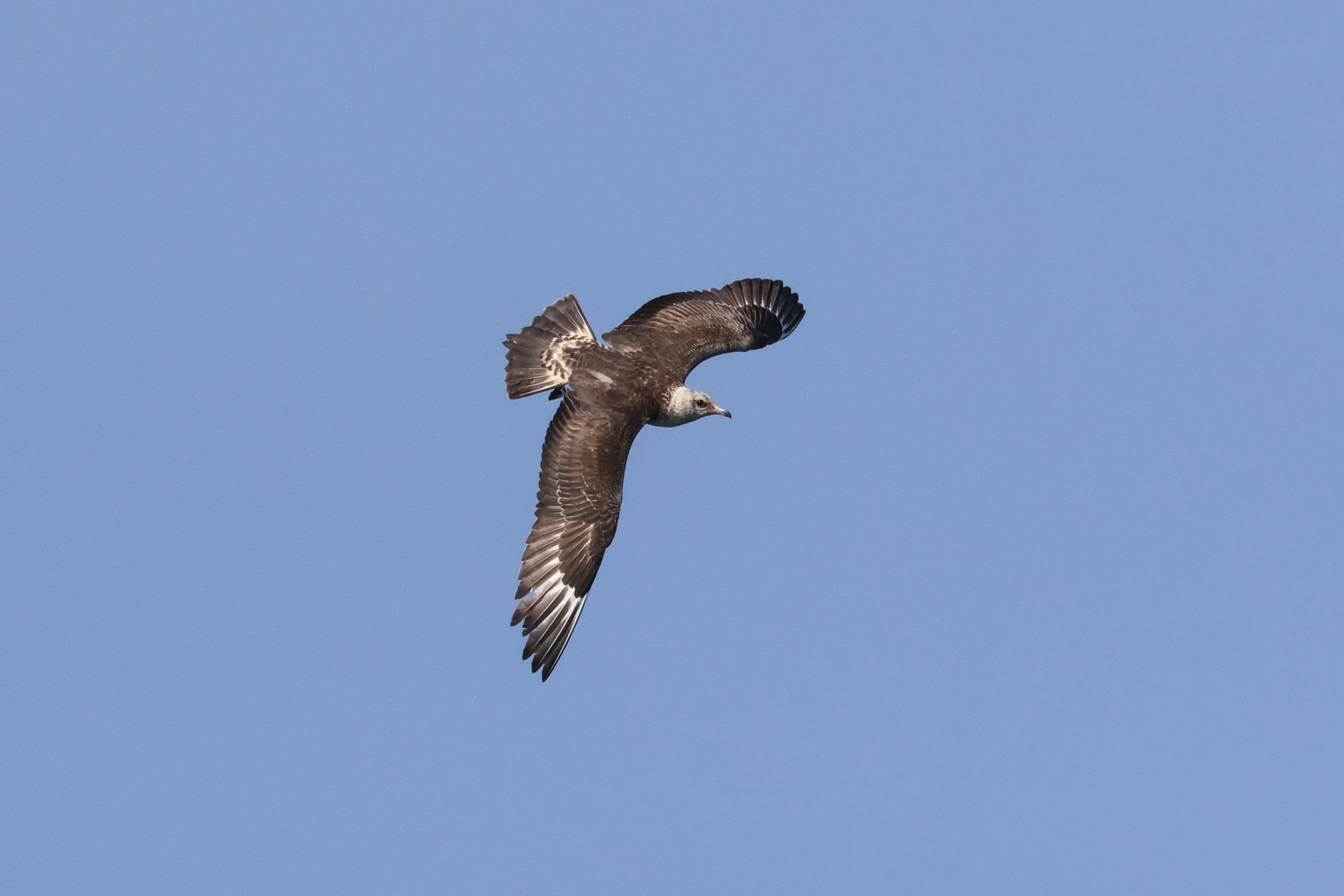 Arctic Skua (image by Hannu Jännes)