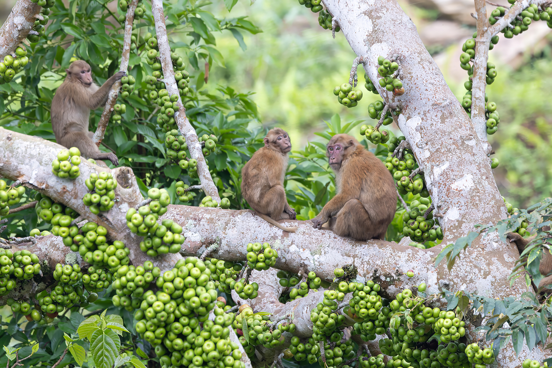 Assamese Macaque (image by Nik Borrow)