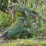 Austral Parakeets (image by Mike Watson)