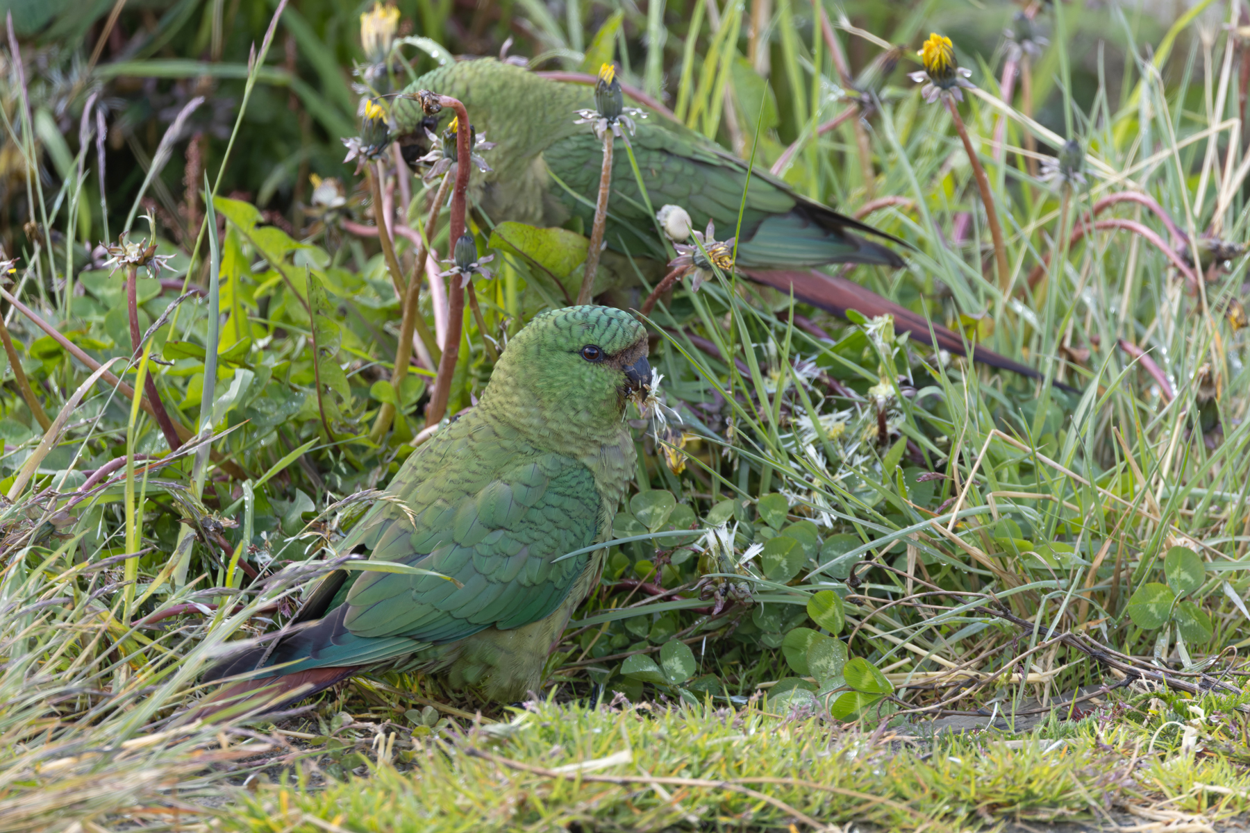 Austral Parakeets (image by Mike Watson)