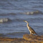 Australasian Darter (image by Michael Greenshields)