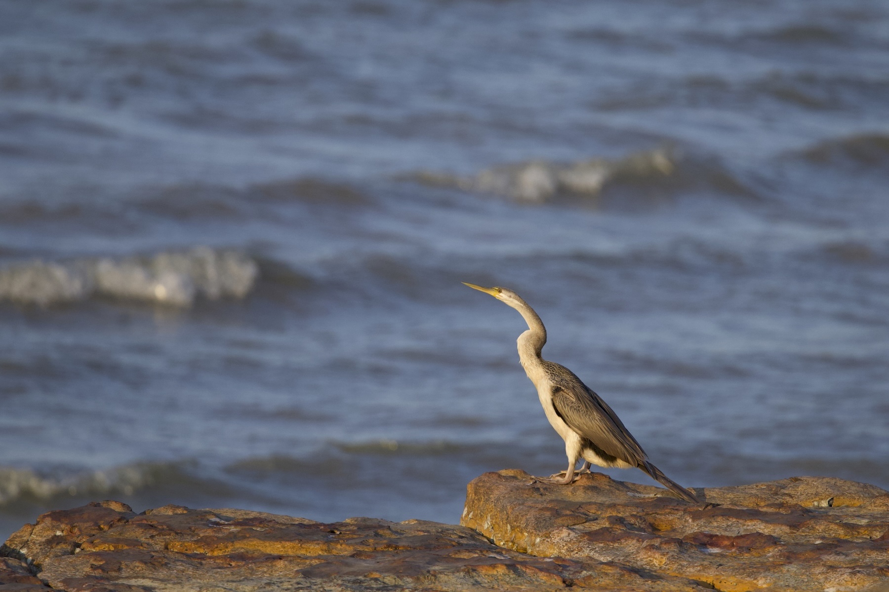 Australasian Darter (image by Michael Greenshields)