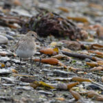 Baird's Sandpiper (image by Mike Watson)