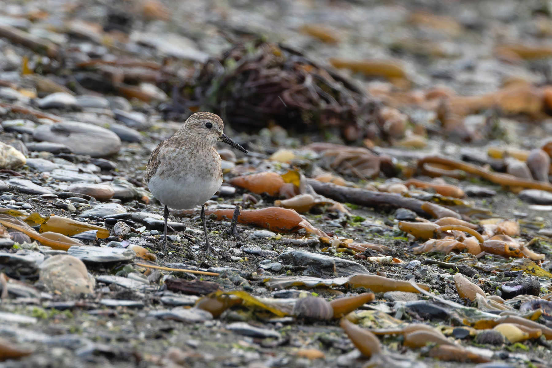 Baird's Sandpiper (image by Mike Watson)