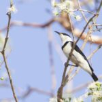 Banded Honeyeater (image by Michael Greenshields)