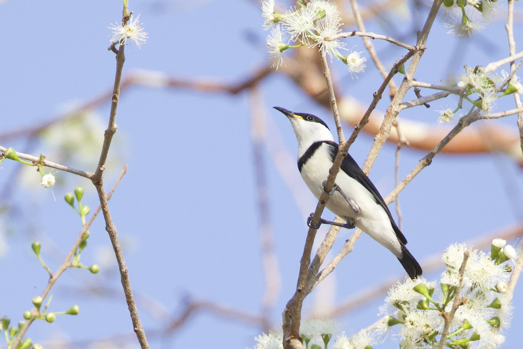 Banded Honeyeater (image by Michael Greenshields)