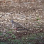 Bar-shouldered Dove (image by Michael Greenshields)