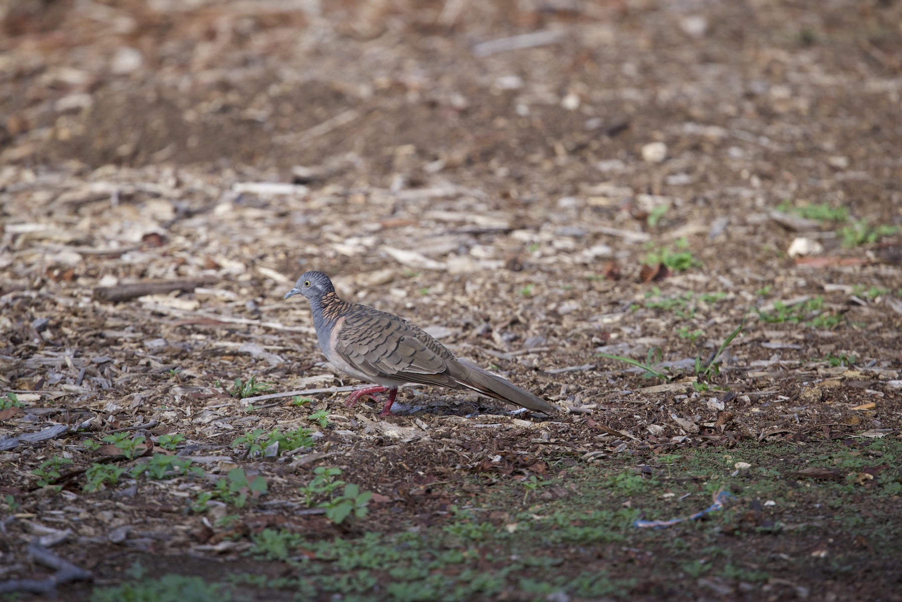 Bar-shouldered Dove (image by Michael Greenshields)