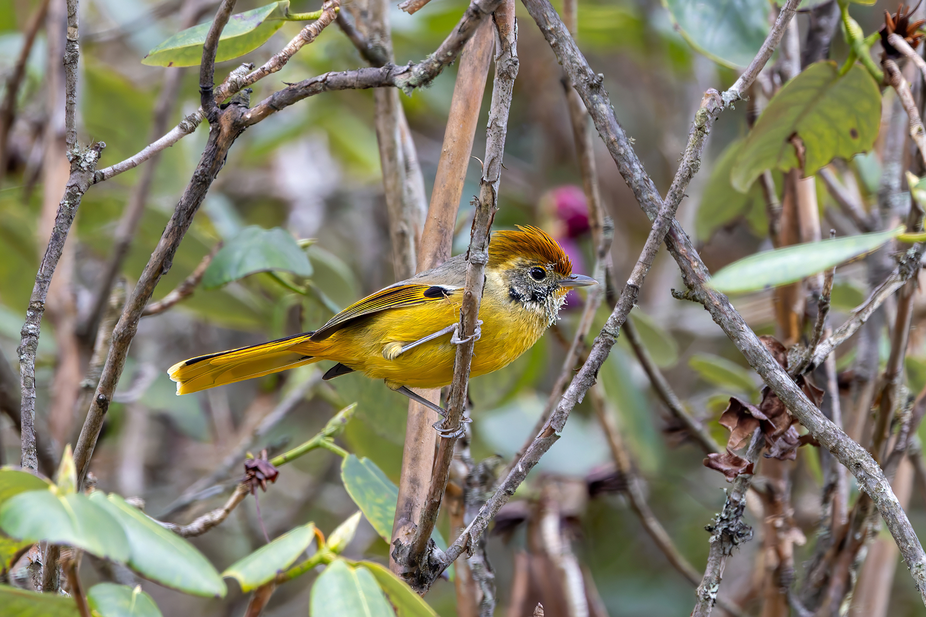Bar-throated Minla (image by Nik Borrow)