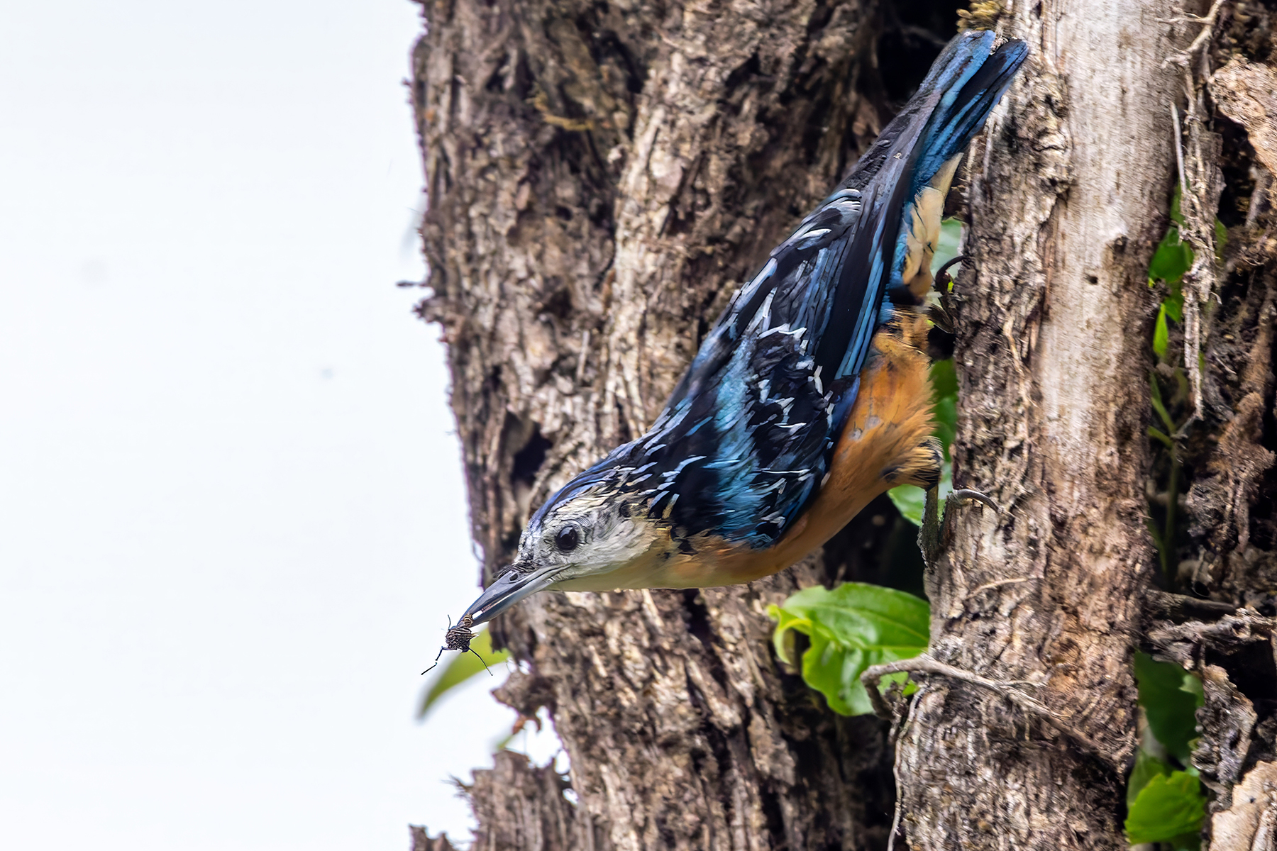 Beautiful Nuthatch (image by Nik Borrow)