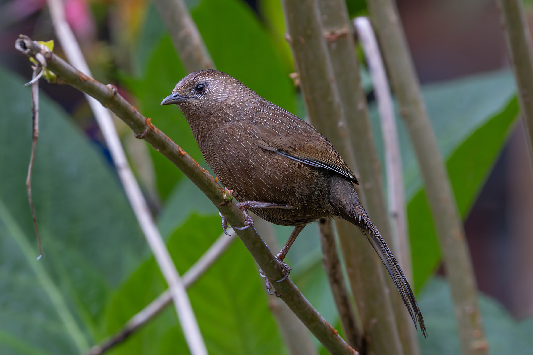 Bhutan Laughingthrush (image by Nik Borrow)
