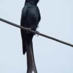 Black Drongo (image by Dave Farrow)