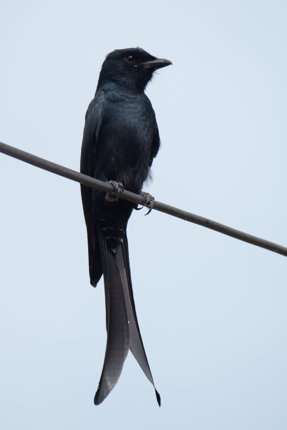 Black Drongo (image by Dave Farrow)