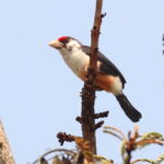 Black-backed Barbet (image by Janos Olah)
