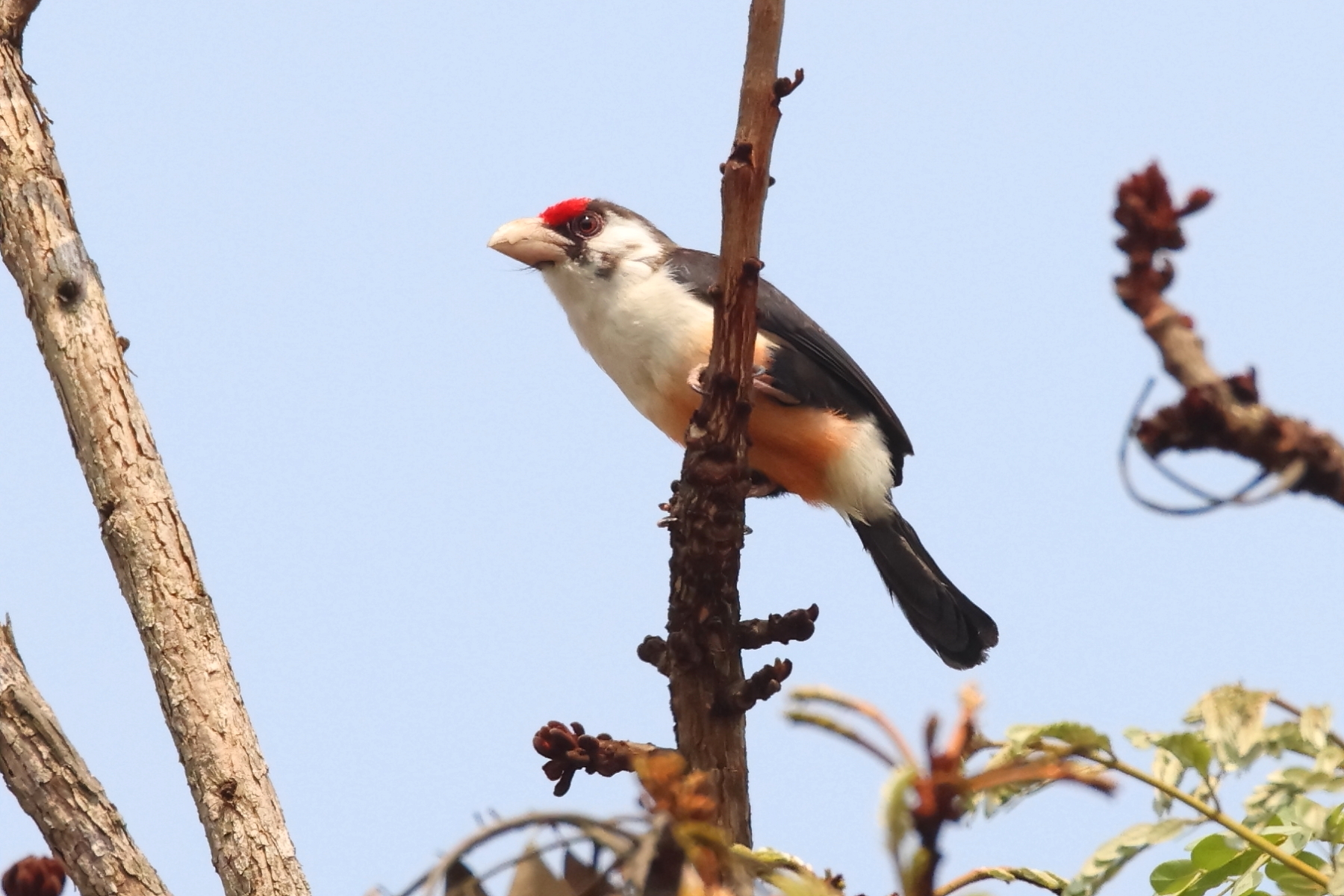 Black-backed Barbet (image by Janos Olah)