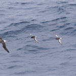 Black-browed Albatross, Antarctic Petrels and Antarctic Prion (image by Mike Watson)