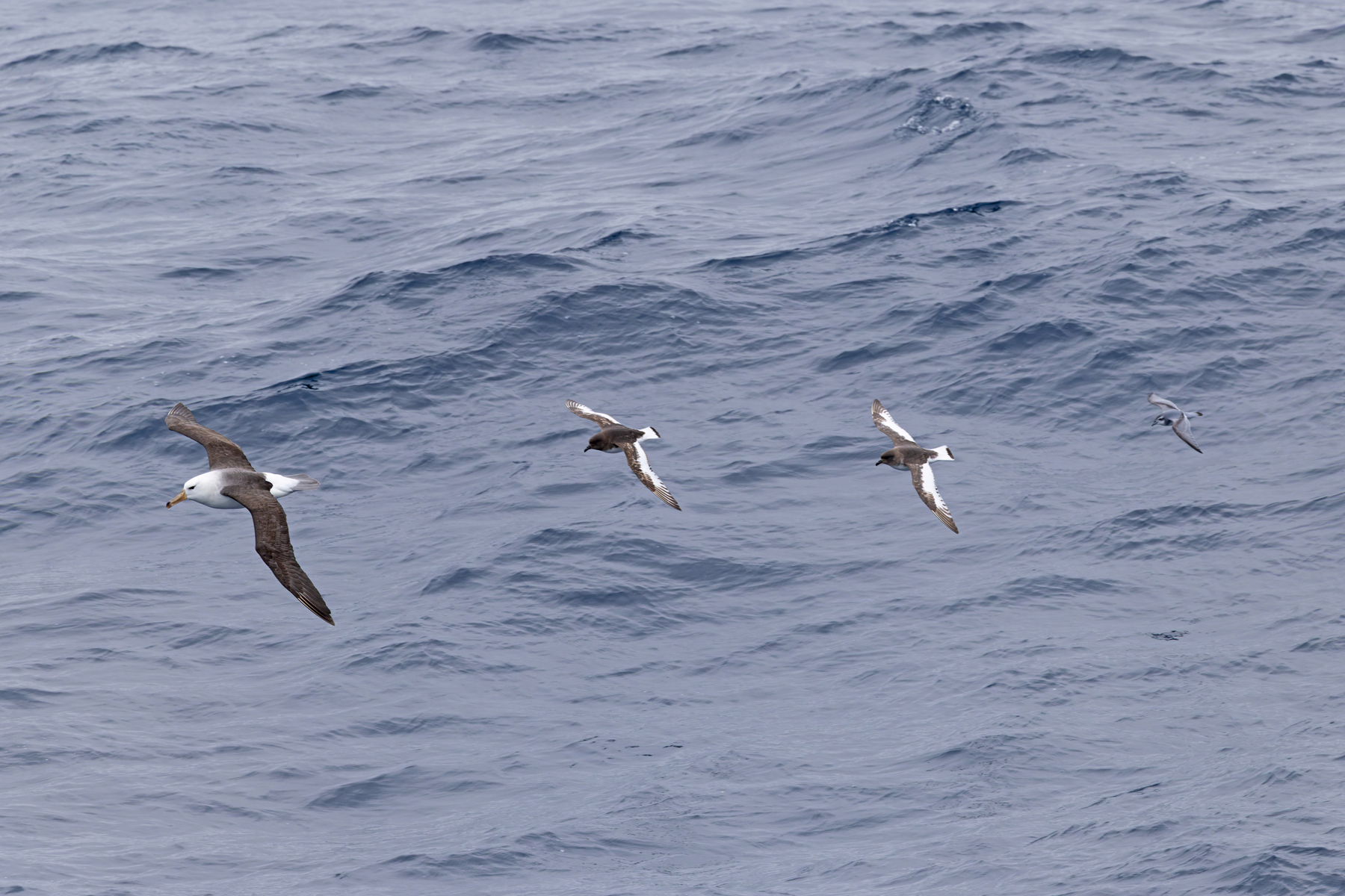 Black-browed Albatross, Antarctic Petrels and Antarctic Prion (image by Mike Watson)