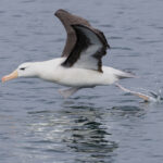 Black-browed Albatross (image by Mike Watson)