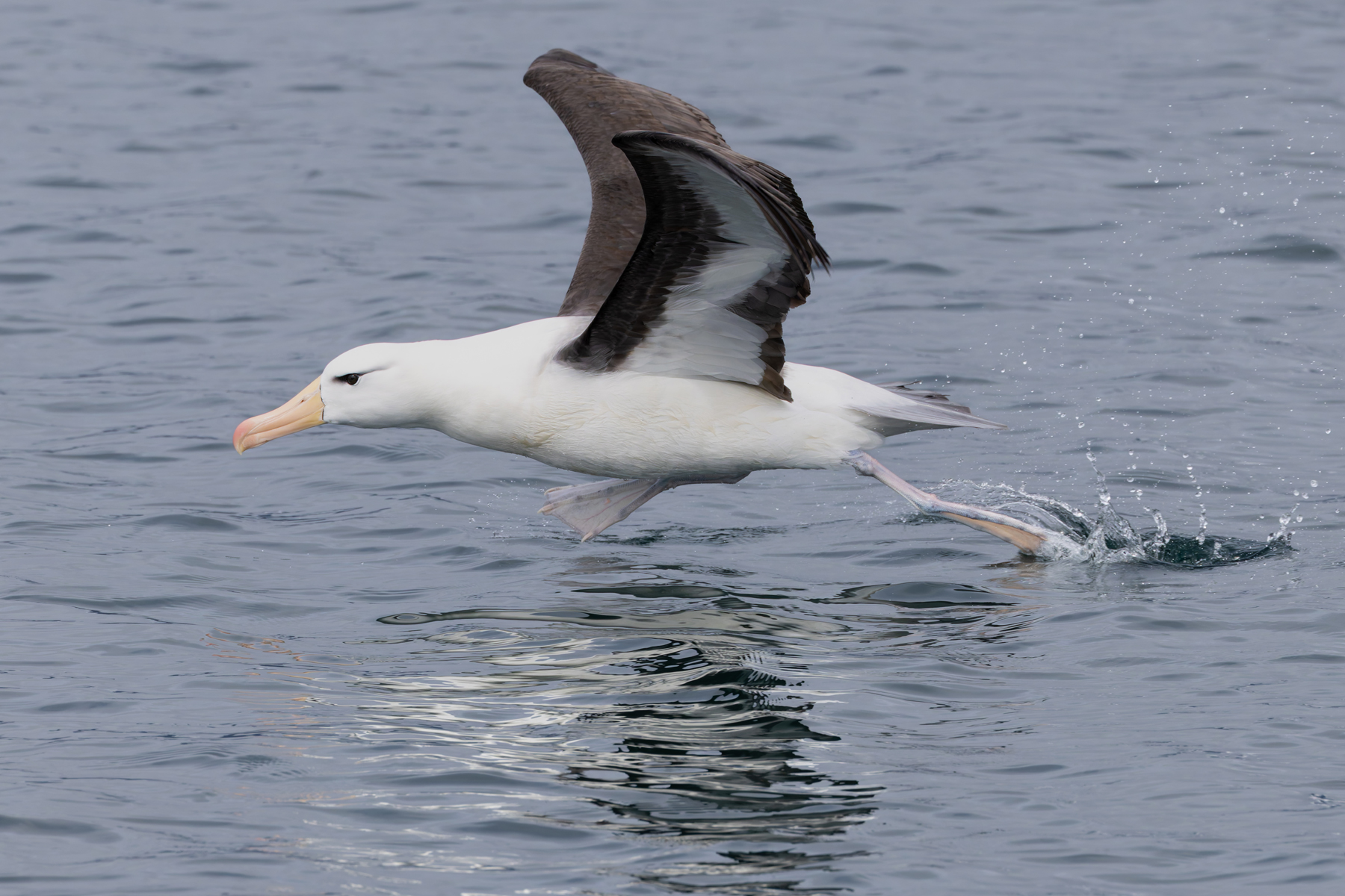 Black-browed Albatross (image by Mike Watson)