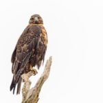Black-chested Buzzard Eagle (image by Mike Watson)