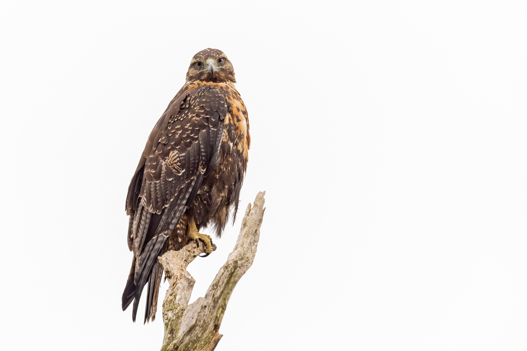 Black-chested Buzzard Eagle (image by Mike Watson)