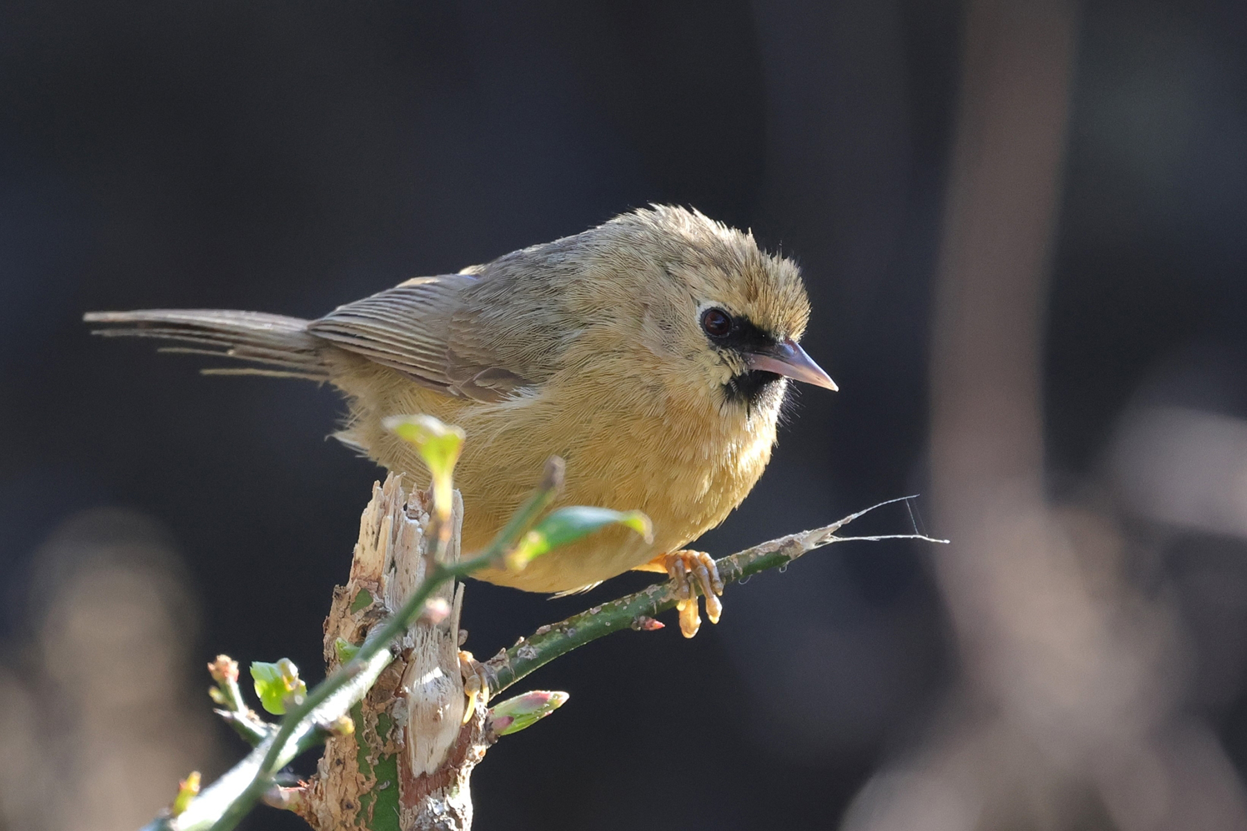 Black-chinned Babbler (image by Hannu Jännes)