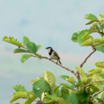 Black-collared Bulbul (image by Mark Van Beirs)