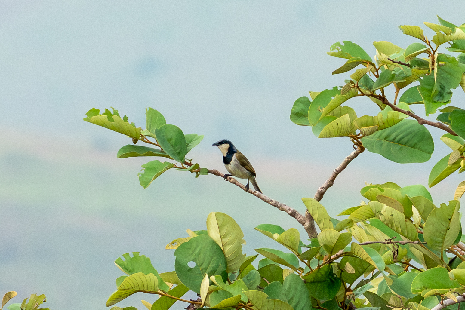 Black-collared Bulbul (image by Mark Van Beirs)